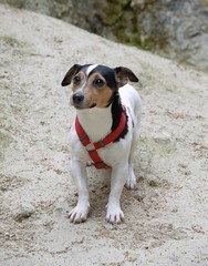 Jack Russel in harness, Waterfall Hlboke, Slovakia