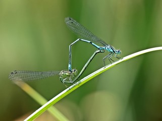 Paarungsrad der Hufeisen-Azurjungfer (Coenagrion puella)