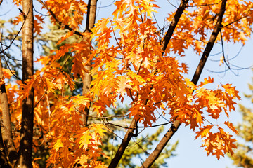 red leaves of oak