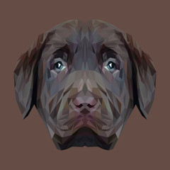 Labrador Retriever Dog puppy animal low poly design. Triangle vector illustration.