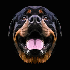 Rottweiler dog animal low poly design. Triangle vector illustration.