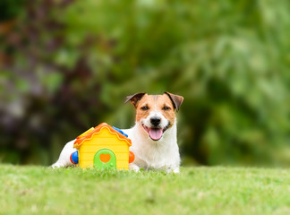 Concept of sweet home and family house with dog and baby toy