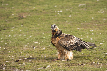 Bearded vulture