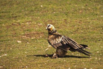 Bearded vulture