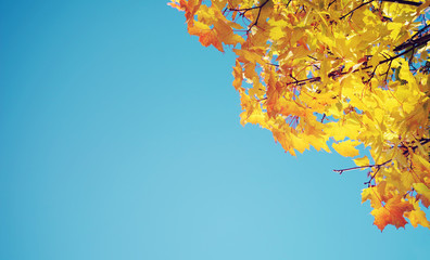 Autumn yellow foliage against the background of the sky. Autumn  background with colourful leaves in vintage color