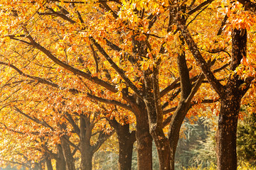 avenue of trees in the park