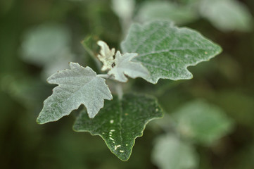 green leaves