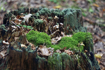 stump
