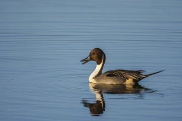 A male northern pintail (Anas acuta) swimming and singing on water from a marsh.