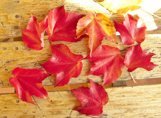 Red foliage of maple leaves, in autumn