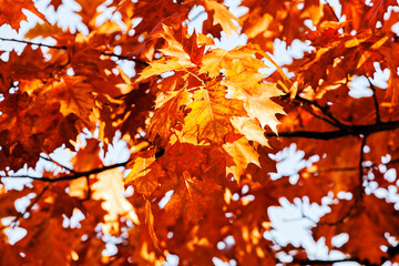 red leaves of oak