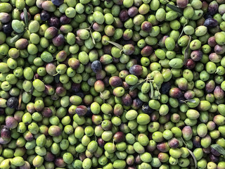 fresh green olives