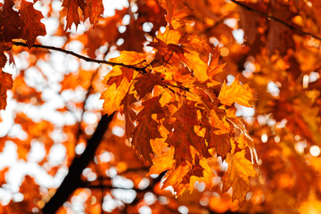 red leaves of oak