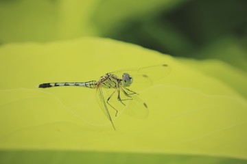 Dragonfly in the park 
