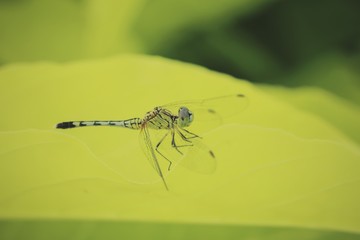 Dragonfly in the park 
