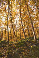 Autumn Forest. Park Road. Landscape with the autumn forest.