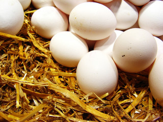 White  eggs