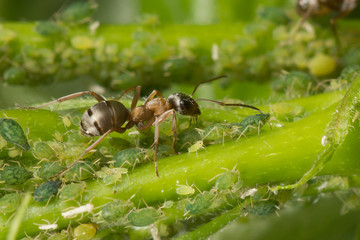 The symbiosis of ants and aphids. Ant tending his flock