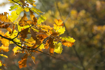 Naklejka na ściany i meble autumn oak leaves 
