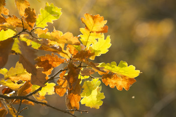 autumn oak leaves 