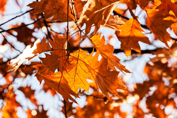 Fototapeta na wymiar autumn leaves of oak
