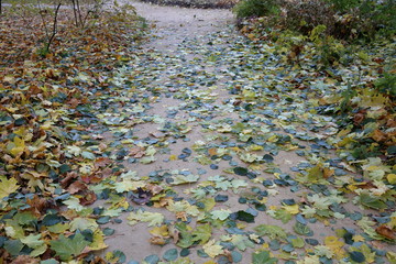 The cozy park in the center of the city in late autumn when leaf fall