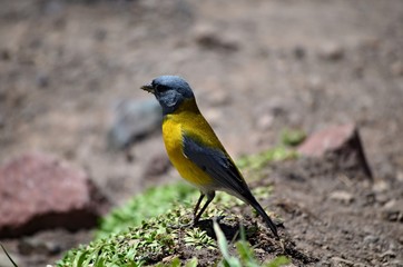 bird