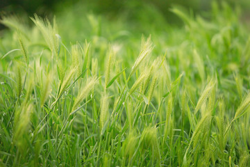 Green texture closeup. Texture of green seedling as background. This texture may be used for your emotions and ideas. Post card.