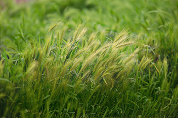 Green texture closeup. Texture of green seedling as background. This texture may be used for your emotions and ideas. Post card.
