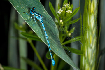Голубая стрекоза на листке