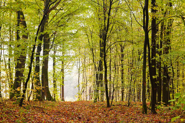 Fototapeta premium Early autumn in the woods