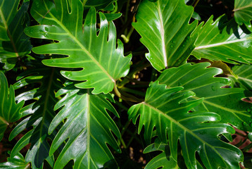 Green leaves texture background macro