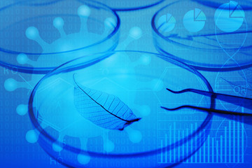 Tweezers with leaf skeleton and petri dish, closeup. Blue toned. Scientific research concept.