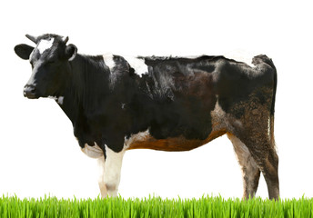 Cow on white background. Farm animal concept.