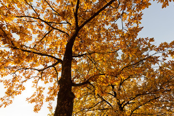trees in early autumn
