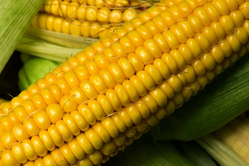Ripe yellow sweet corn cob on a wooden table close-up