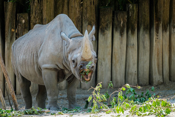 A rhino opening his mouth