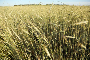 Wheat field