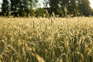 Wheat field