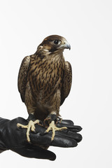 Falcon on a white background