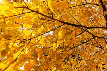 yellow crown in the sun