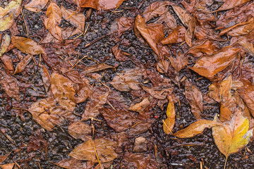 Wet dried leaves on the sidewalk