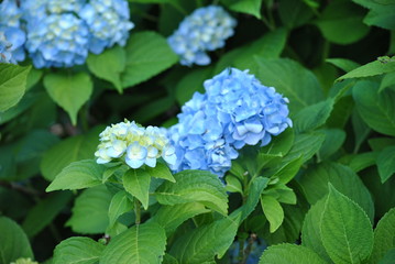 Hydrangea