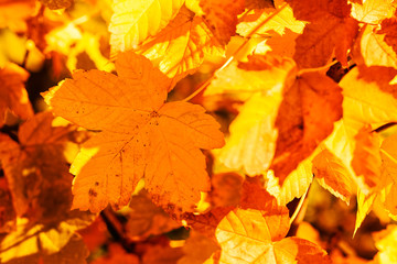Naklejka na ściany i meble autumn leaves in a range of colors