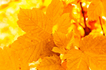 yellow crown in the sun