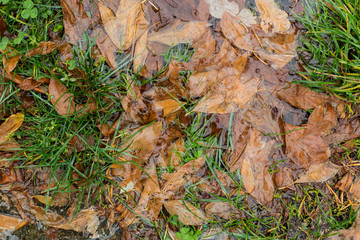 Wet dried leaves in a puddle