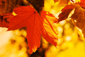 autumn leaves in a range of colors
