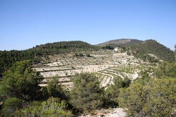 Fototapeta na wymiar mountain with agricultural terraces and pine forest
