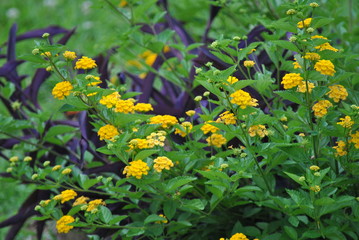 Lantana and purple cane