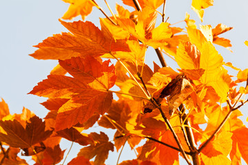 red leaves in autumn